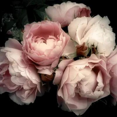 Image de Tableau sur verre fleur romantique 30x30 cm, Tableau mural moderne pour décoration intérieure