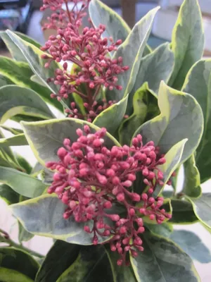 Produktbild von Japanische Skimmie Perosa - Skimmia japonica - immergrüner Zierstrauch - 30-40cm
