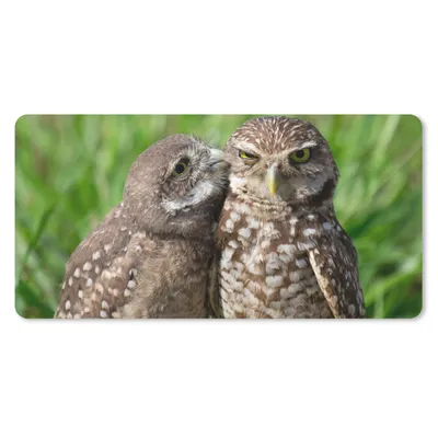 Produktbild von MuchoWow® Schreibtischunterlage Eulen - Vögel - Gras 80x40 cm - XXL Mauspad - Gaming Mauspad