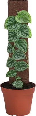 Produktbild von Dehner Fensterblatt an Kratiste-Stab, Monstera dubia, herzförmige Blätter, ca. 46 cm, Ø Topf 14 cm, Zimmerpflanze