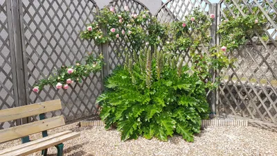 Image de Acanthus mollis / Acanthe à feuilles molles