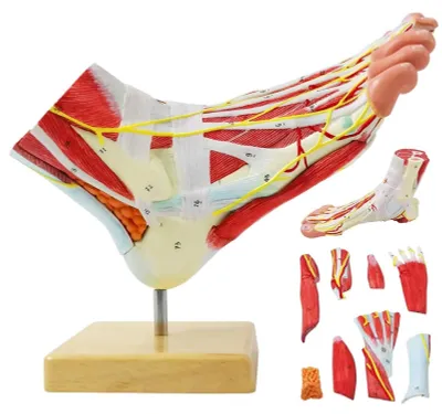 Anatomisches Fußmodell 9-teilig mit 81 Kennzeichnungen