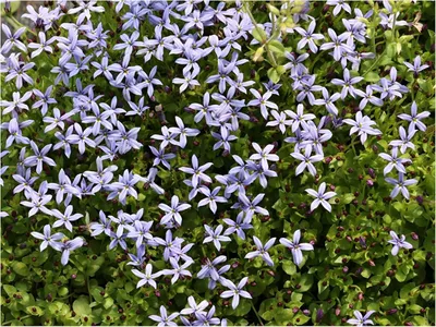 Produktbild von Stauden Gänge 50 x Isotoma fluviatilis 'Dunkelblau' - Blauer Bubikopf/Gaudich - Dauerblüher - Tiefblau sanft und bezaubernd - Rasenersatz