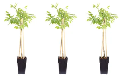 Produktbild von 3er-Set chinesischer Blauregen - Höhe ca. 50 cm, Topf-Ø 15 cm - Wisteria Sinensis 'Prolific'