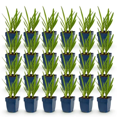 Produktbild von Green boutiQ - Staude - Agapanthus africanus - Afrikanische Lilie - Bienen- und Schmetterlingsmagneten - Blau - 24 Pflanzen - Topf 11cm - Höhe 15-25cm