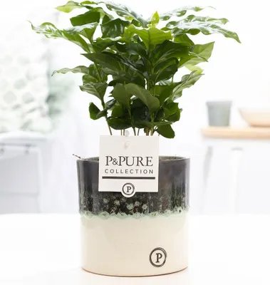 Zdjęcie produktu dla Coffea Arabica w ceramicznej doniczce - Ø12cm ↕20cm - Szlachetna roślina kawowa o błyszczących, ciemnozielonych liściach - Tropikalna roślina domowa w nowoczesnej ceramicznej doniczce - Łatwa w pielęgnacji i dekoracyjna do domu lub biura