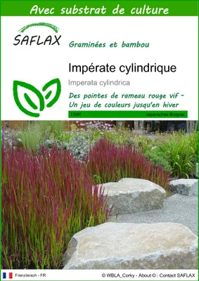 Image de SAFLAX  - Impérate cylindrique - 50 graines - Avec substrat - Imperata
