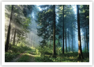 Produktbild von Poster - Poster ohne Rahmen - Wald Dämmerung die Sonne - 100x70 cm - Wand Bild - Wanddeko - Wandbilder - Kunstposter - Wandposter - Bilder - Kunstdruck - Wanddekoration - Wandbild - P2XAA100x70-4398