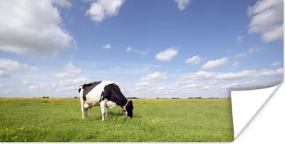 Produktbild von MuchoWow® Poster Kuh - Gras - Niederlande - Tiere 120x60 cm - Bild