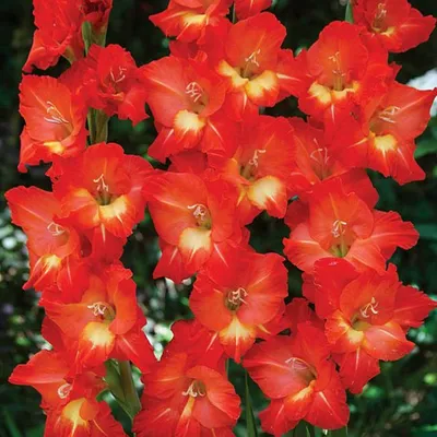 Produktbild von Gladiole Blumenzwiebeln Schwertblume Sommerblühende Siegwurze Bunga 5 St.