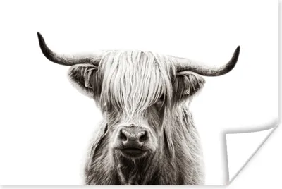 Produktbild von MuchoWow® Poster Schottischer Highlander - Kuh - Schwarz - Weiß 180x120 cm - Fotoplakat
