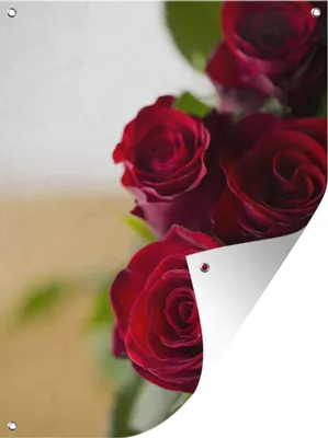Produktbild von MuchoWow® 30x40 cm Outdoor-Poster Gartendeko Sichtschutz Garten Poster für den Garten  Nahaufnahme von roten Rosen