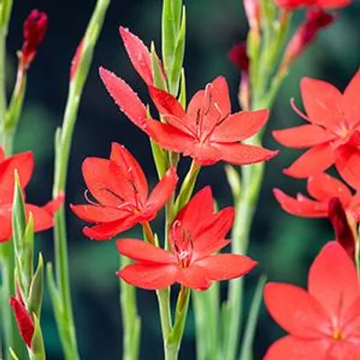 Productafbeelding van Moerings Schizostylis Coccinea | Moerasgladiool | In 9CM pot