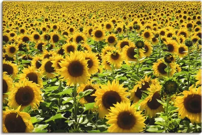 Produktbild von ARTland Leinwandbild Sonnenblumenfeld Größe: 60x40 cm