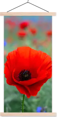 Produktbild von MuchoWow® Textilposter Lila und rote Mohnblumen auf einer Wiese 60x120 cm mit holzfarbenen Rahmen - Holz