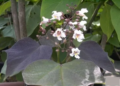 Produktbild von Catalpa erubescens Purpurea - Trompetenbaum - Bohnenbaum 40 - 60