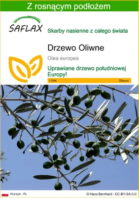 Zdjęcie produktu dla SAFLAX - Drzewo Oliwne - 20 Nasiona - Z podłożem uprawowym wolnym od zarazków - Olea europea