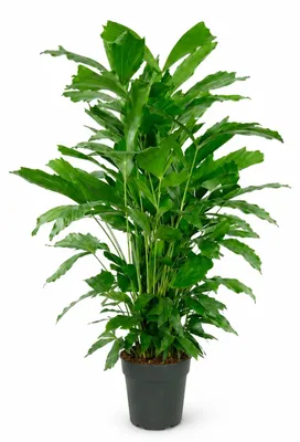 Produktbild von Zimmerpflanze Caryota Mitis (Fischschwanzpalme), 120 cm hoch, Topf Ø 24 cm
