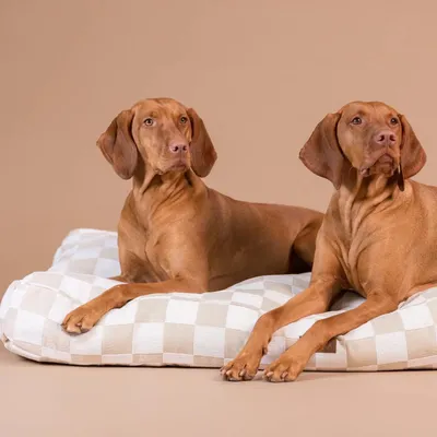 Produktbild von PAIKKA Hundematratze kariert beige, Maße: 85 cm x 55 cm