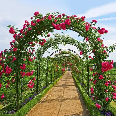 Produktbild von Rosenbogen Rankhilfe Kletterhilfe 240cm Metall Rosenspalier Gartenbogen Torbogen