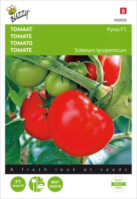 Produktbild von Tomate Pyros F1 | Tomatensamen von Buzzy Seeds