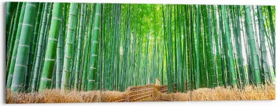 Produktbild von Bild auf Leinwand - Leinwandbild - Bambus Pflanze - 150x50cm - Wand Bild - Wanddeko - Wandbilder - Leinwanddruck - Bilder - Kunstdruck - Wanddekoration - Leinwand bilder - Wandkunst - CA150x50-3979
