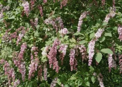 Produktbild von Bogenflieder - Syringa reflexa - stark duftend - 40-60cm - Ursprungsart