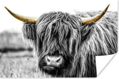 Produktbild von MuchoWow® Poster Schottischer Highlander - Hörner - Gold - Schwarz 60x40 cm - Schlafzimmerdekoration