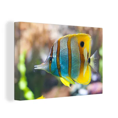 Obrázek produktu pro OneMillionCanvasses® Malba na plátně Nástěnná malba na plátně - Ryby - Voda - Makro - 150x100cm