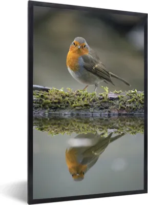 Produktbild von MuchoWow® MuchoWow® Gerahmtes Poster Rotkehlchen - Wasser - Moos 40x60 cm - Poster mit zchwarzem Bilderrahmen - Papierdruck - Wandbilder