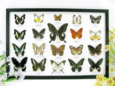 Image de 20 papillons naturalisés, présentés dans un cadre photo, pour une décoration murale