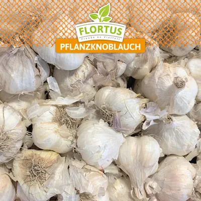 Produktbild von XXL Winterpflanzknoblauch Messidrome | Pflanzknoblauch von FLORTUS, Menge:20 kg