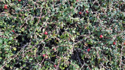 Image de Cotoneaster radicans 'Eichholz' / Cotoneaster rampant