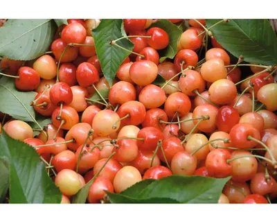 Obrázek produktu pro Třešeňpolokmen FloraSelfPrunus avium 'Napoleon' historická odrůda 120-150 cm květináč 7,5 l