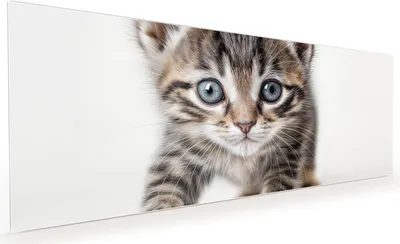 Produktbild von Küchenrückwand Spritzschutz Glas mit Motiv Katzenjunges 40 x 40 cm