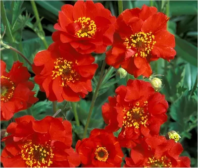 Produktbild von Stauden Gänge 1 x Geum chiloense 'Mrs Bradshaw / Feuerball‘ - Roter Chilenische Nelkenwurz - Strahlende Farbexplosion für Beete und Rabatten