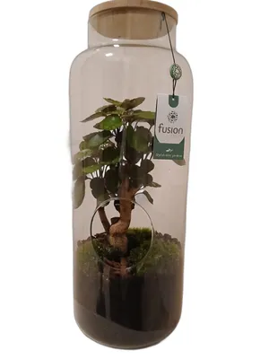 Productafbeelding van Flas-tuin Bonsai, 53 cm