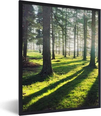 Produktbild von MuchoWow® Gerahmtes Poster Bäume - Natur - Wald 60x80 cm - Poster mit Schwarzem Bilderrahmen Wandposter Rahmen Foto Bilder - Premium - Wanddeko Wohnzimmer