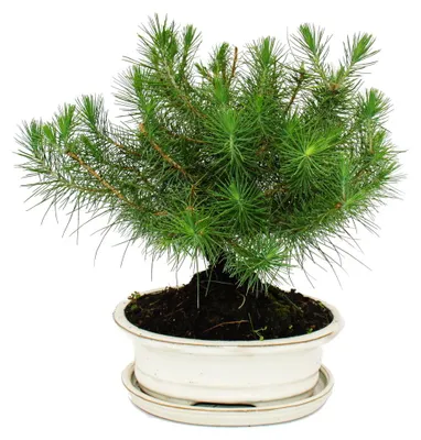 Produktbild von Bonsai - Pinus halepensis - Aleppo-Kiefer - ca. 9 Jahre alt