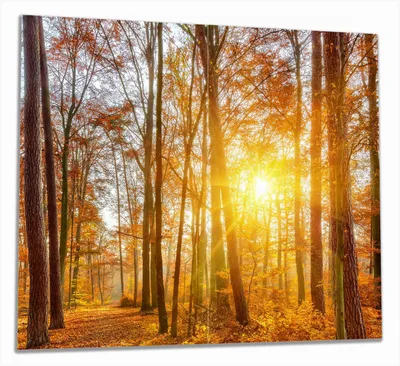 Produktbild von Wallario Herdabdeckplatte aus Glas, Größe 60 x 52 cm 2-teilig, Motiv Sonnenuntergang im herbstlichen Wald