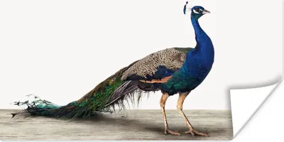 Produktbild von MuchoWow® Poster Pfau - Federn - Vogel - Kinder - Jungen - Mädchen 160x80 cm - Foto Poster