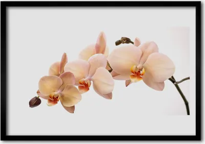 Produktbild von Bild 70x50 MDF-Rahmen Wandkunst Blumen Pflanzen