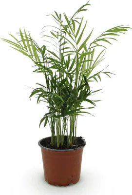Produktbild von Chamaedorea elegans Goldpalme Haustierfreundliche Zimmerpflanze 12cm Höhe 15cm
