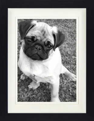Produktbild von Hunde Gerahmtes Bild Mit Edlem Passepartout | Wand-Bilder | Im Bilderrahmen - Süßer Mops (40 x 30 cm)