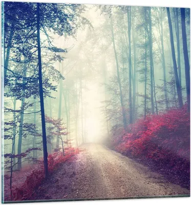 Produktbild von Bilder auf glas - Wald Baum Natur - 60x60cm - Glasbilder - Wandbilder - Kunstdruck - zum Aufhängen bereit - Wanddekoration aus Glas - Glas Bilder - Wandbild auf Glas - Einteilig - GAC60x60-3667
