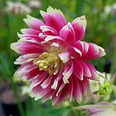 Produktbild von 6 x Langspornige Akelei  - Aquilegia 'Nora Barlow'  | Topf 9cm x 9cm