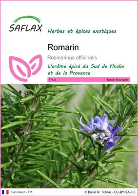 Image de SAFLAX  - Romarin - 100 graines - Rosmarinus