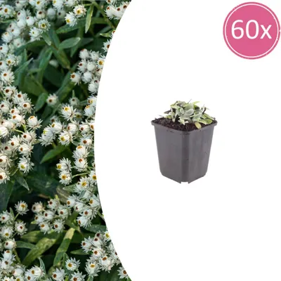 Produktbild von Anaphalis triplinervis - Bodendecker - Winterhart - Weiße Blüten - Pflegeleicht - Bienenfreundlich - 60 Pflanzen - Höhe 10-25 cm - Ø 9 cm