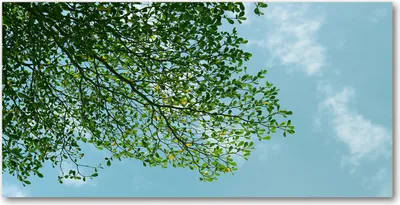 Produktbild von Tulup® Glas-Bild - 100x50 -Wandkunst - Wandbild hinter gehärtetem Sicherheitsglas  - Landschaften - Blätter Himmel - Grün