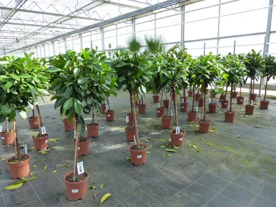 Produktbild von Ficus cyathispula | Becherfeige | Afrikanischer Feigenbaum | 120 - 140 cm | Feige | Stamm |